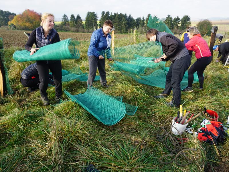 News - Die Beschäftigten der BONATRANS pflanzten in der Region Poodří 116 Eichen
