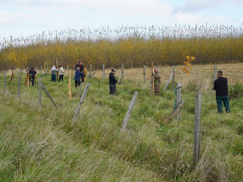 News - BONATRANS employees planted 116 oaks