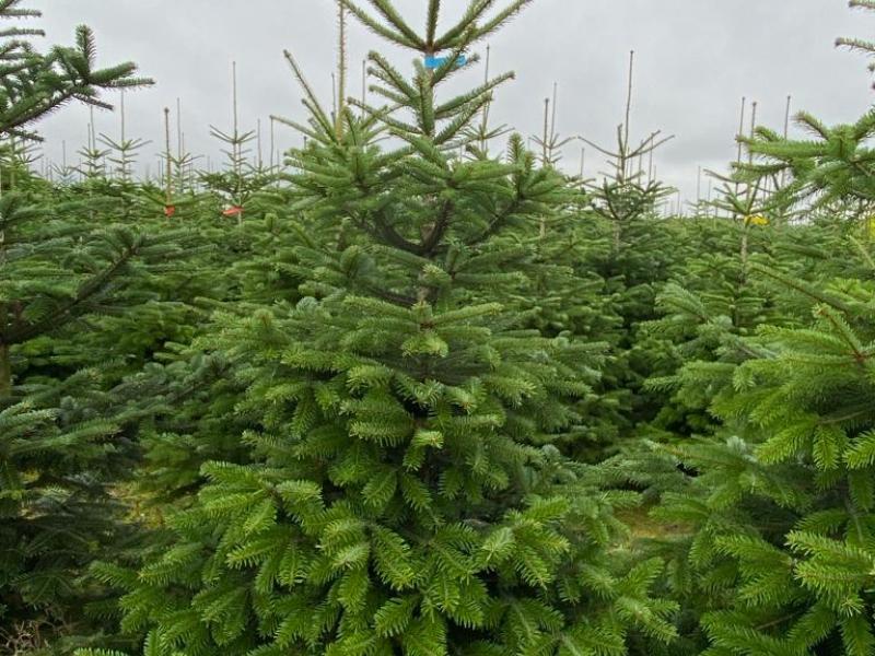 News - Christmas tree from Koblov for each employee